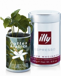 Grow your own Coffee Plant - gift set